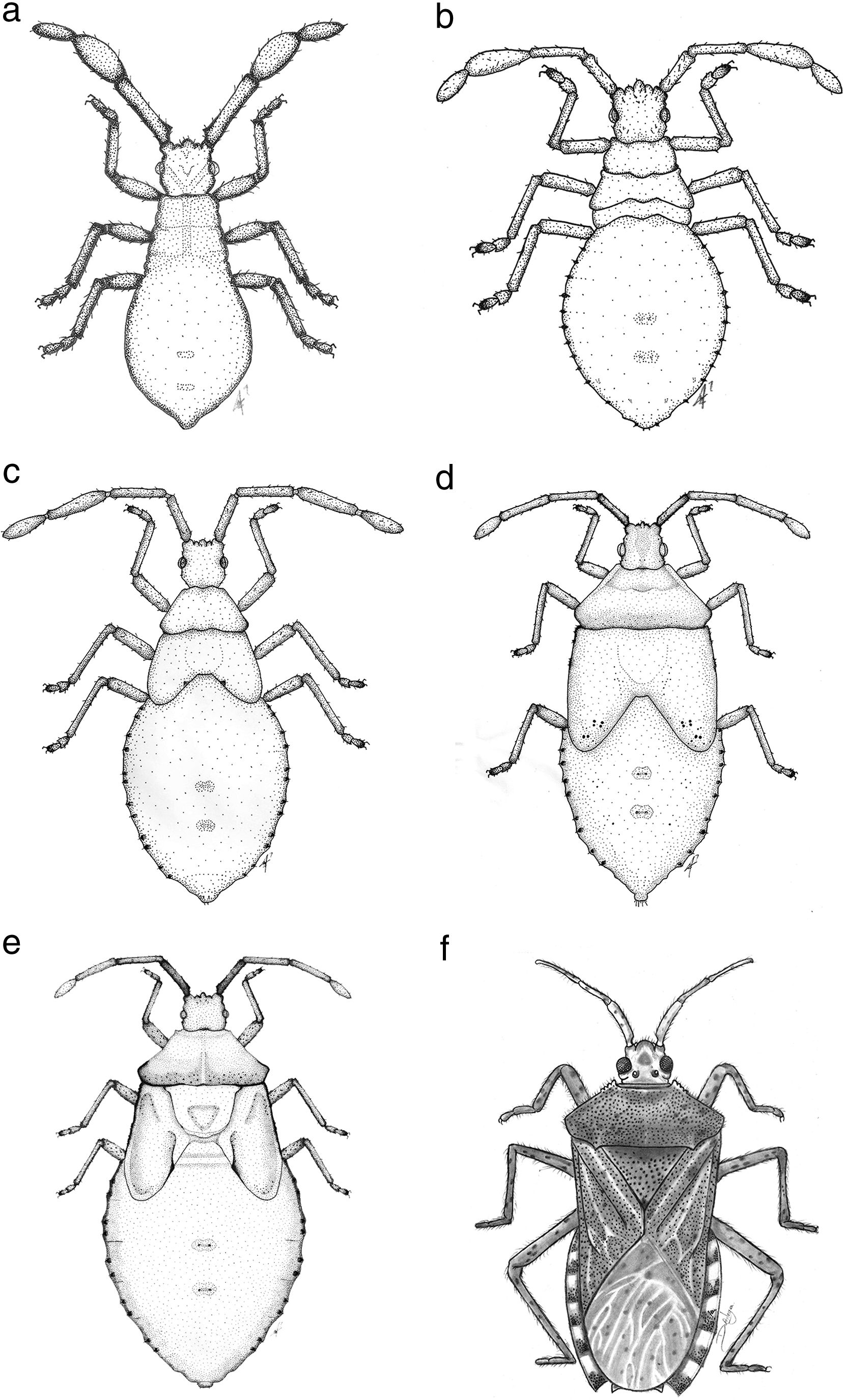 Anasa conspersa St&aring;l: a, primer estadio; b, segundo estadio; c, tercer estadio; d, cuarto estadio; e, quinto estadio; f, adulto macho.
								