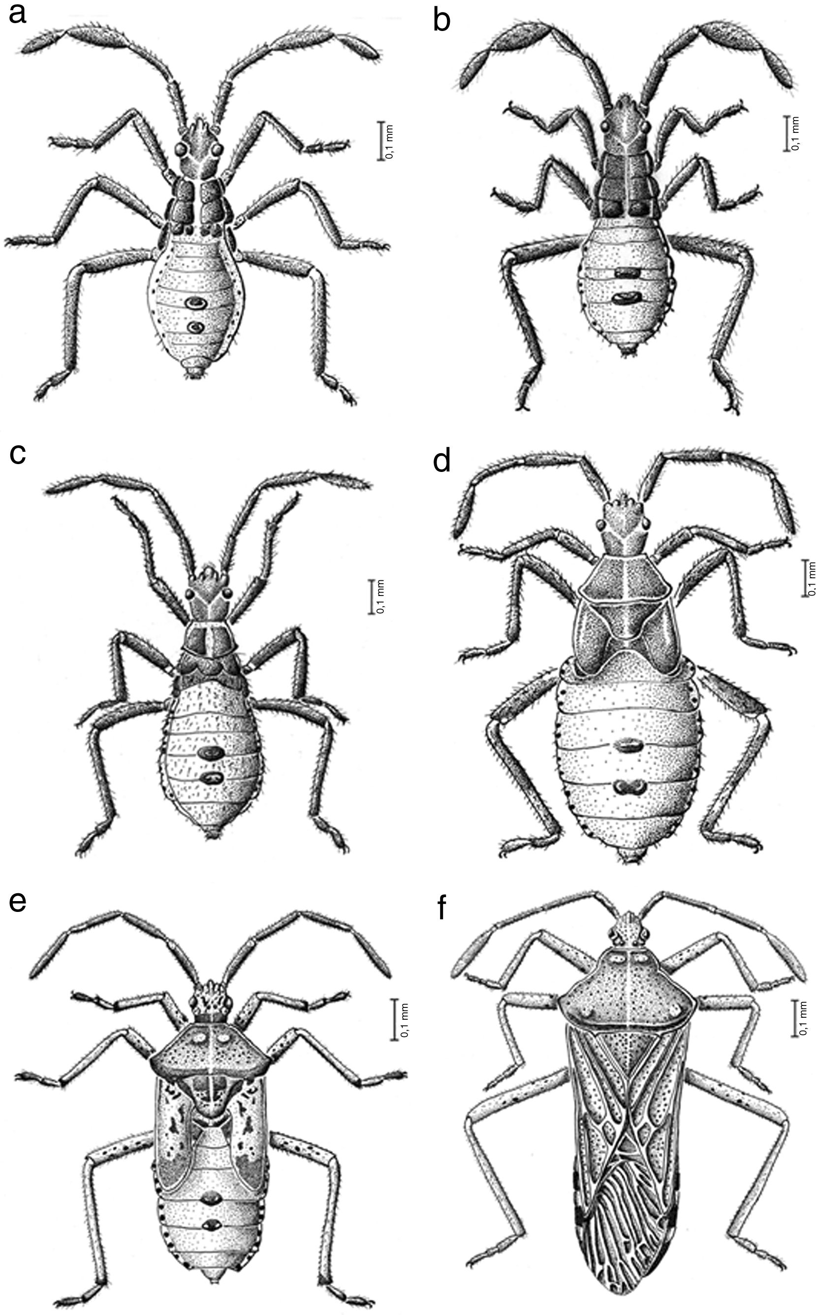 Anasa costalis St&aring;l: a, primer estadio; b, segundo estadio; c, tercer estadio; d, cuarto estadio; e, quinto estadio; f, adulto macho.
								