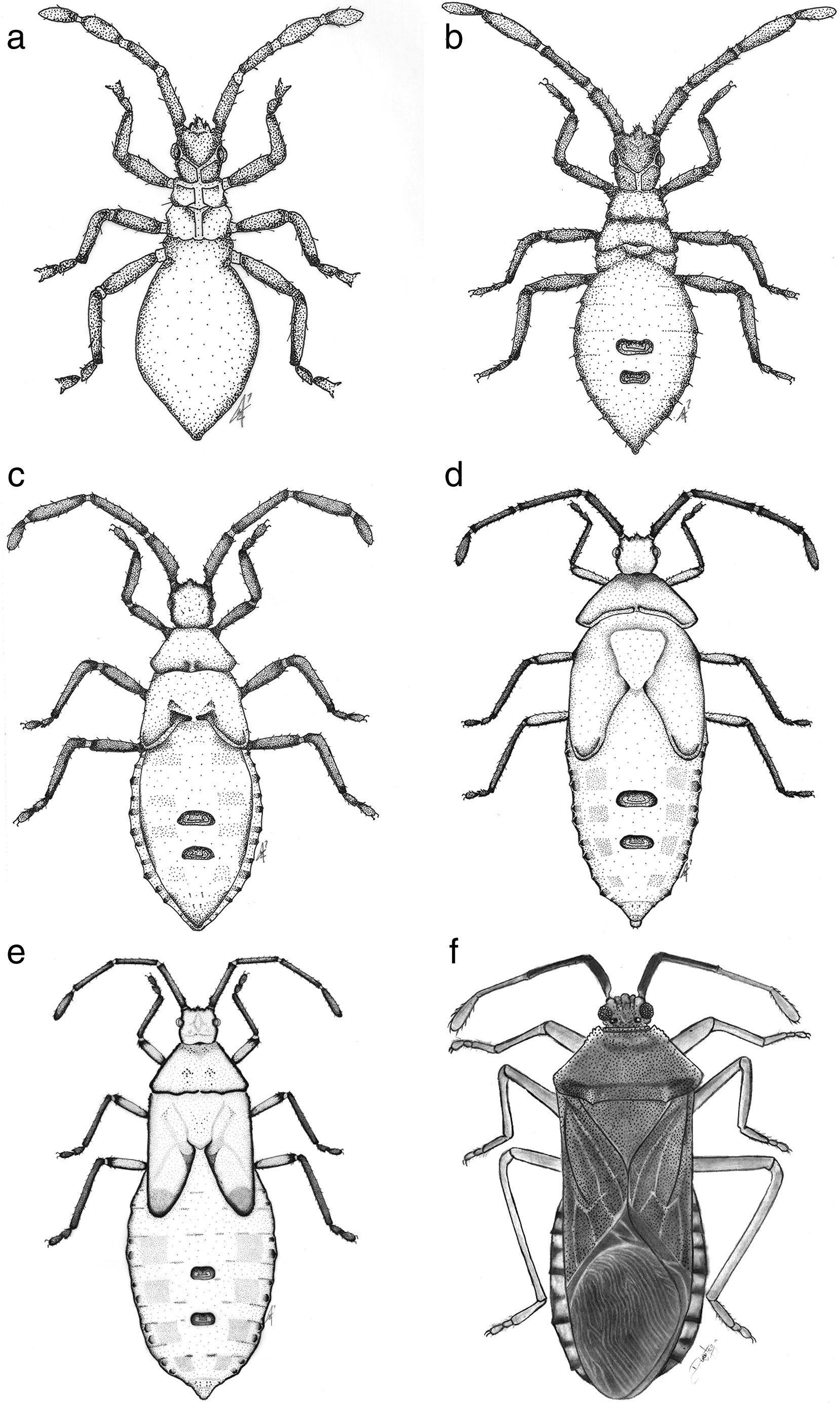 Anasa impictipes St&aring;l: a, primer estadio; b, segundo estadio; c, tercer estadio; d, cuarto estadio; e, quinto estadio; f, adulto macho.
								