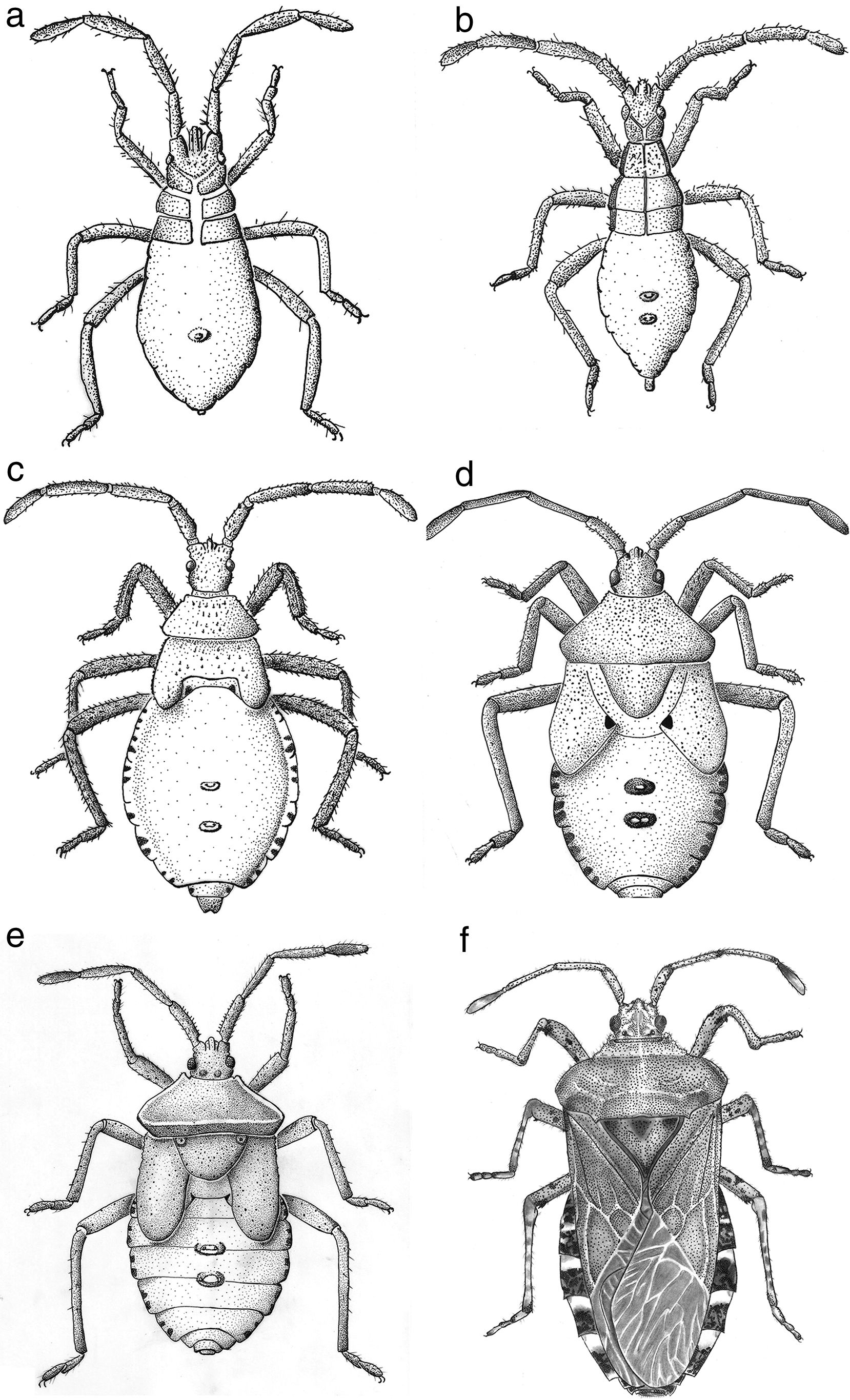 Anasa maculipes St&aring;l: a, primer estadio; b, segundo estadio; c, tercer estadio; d, cuarto estadio; e, quinto estadio; f, adulto macho.
								