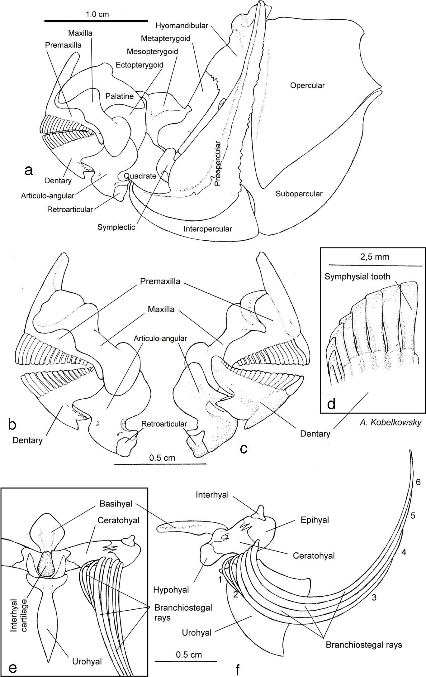 Mandibular skeleton and hyoid apparatus: (a) left side view of the mandibular arch, palatine series, jaw suspension, and opercular series; (b) left side view of the upper and lower jaws; (c) medial view of the upper and lower jaws; (d) internal view of the dentary teeth; (e) ventral view of the hyoid apparatus; and (f) left side view of the hyiod apparatus.