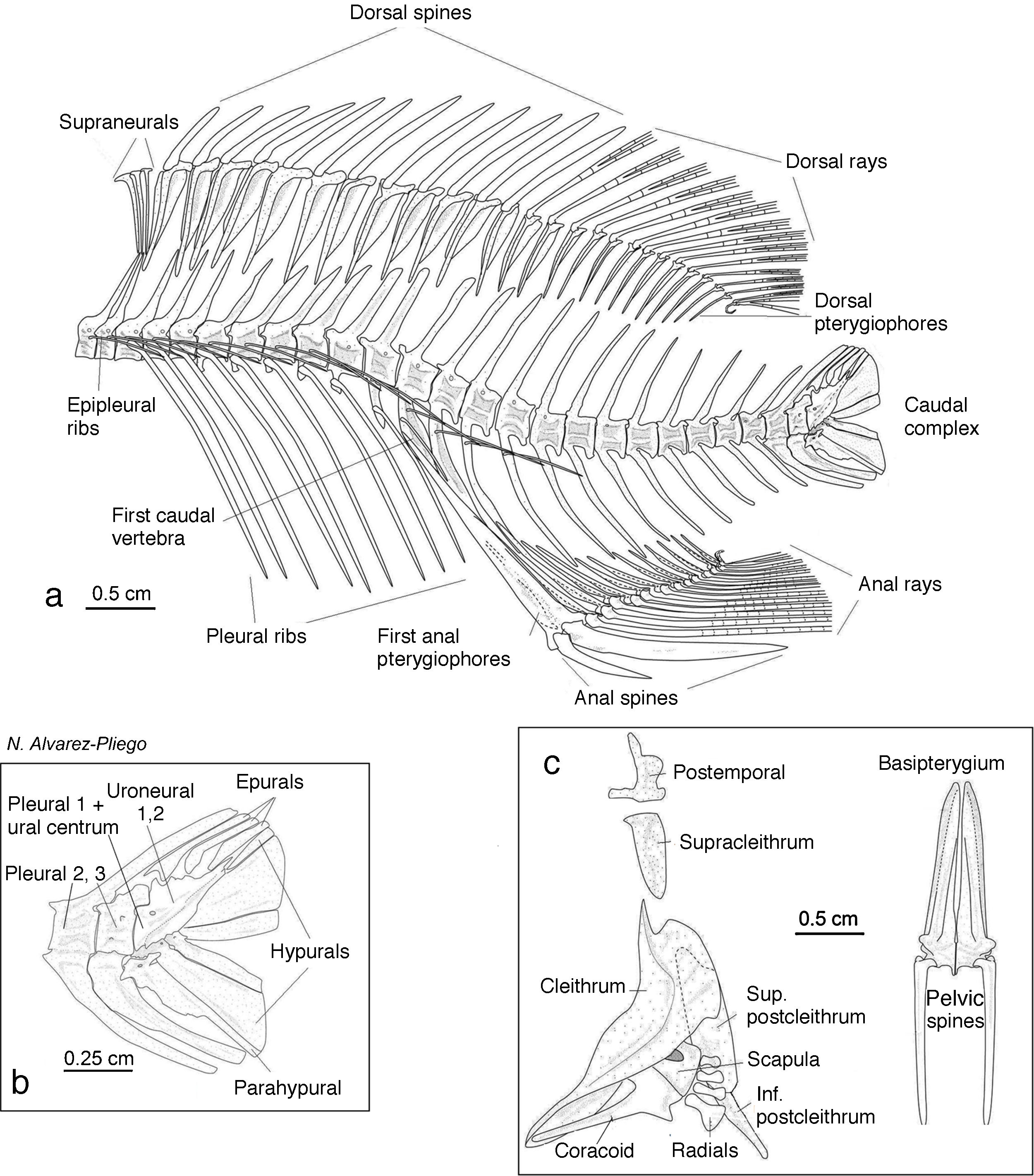 Axial skeleton: (a) vertebral column and support the unpaired fins; (b) caudal complex; (c) pelvic girdle.