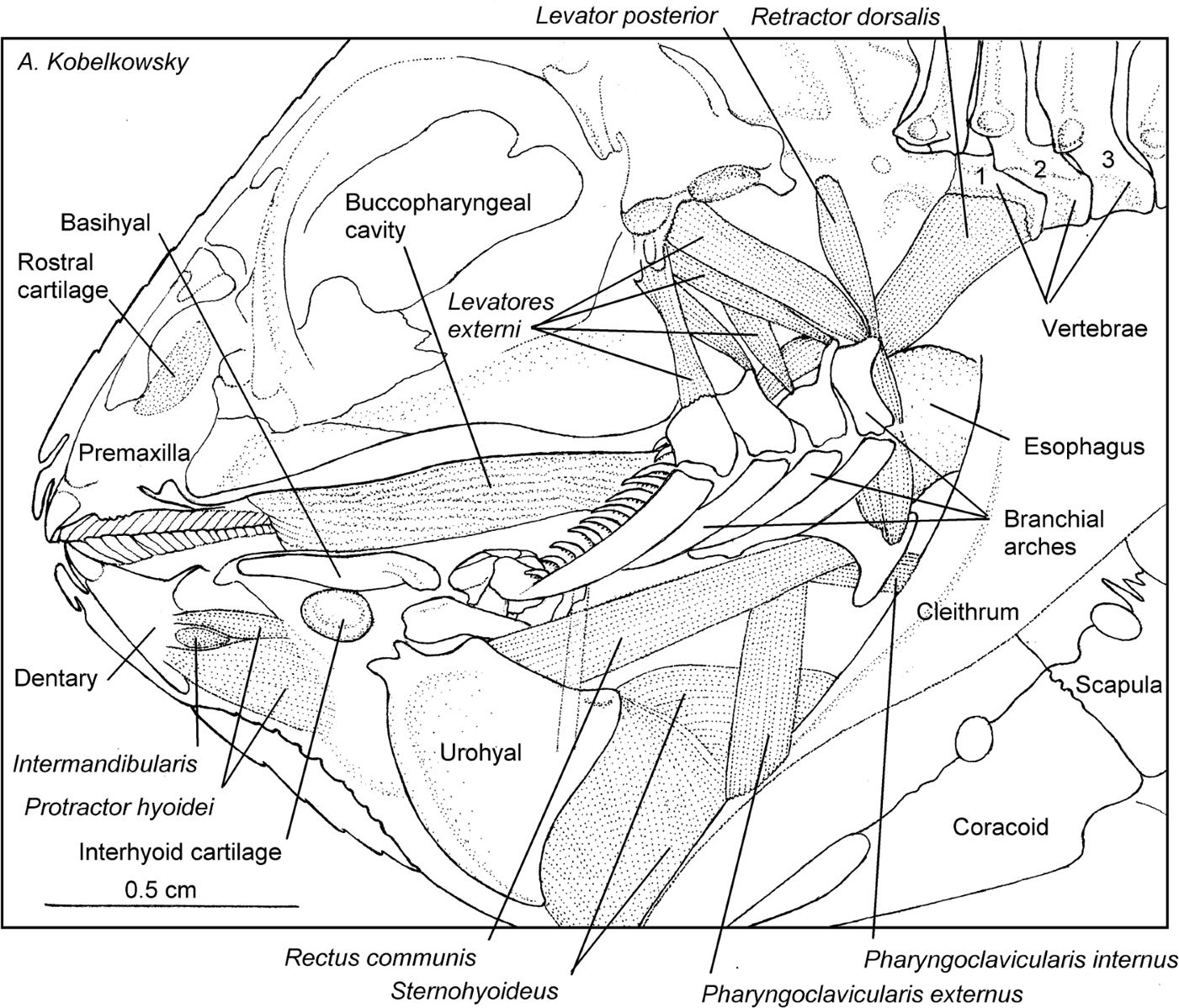 Branchial musculature, left side view of the cephalic region after removing the left mandibular and hyoid skeleton.
