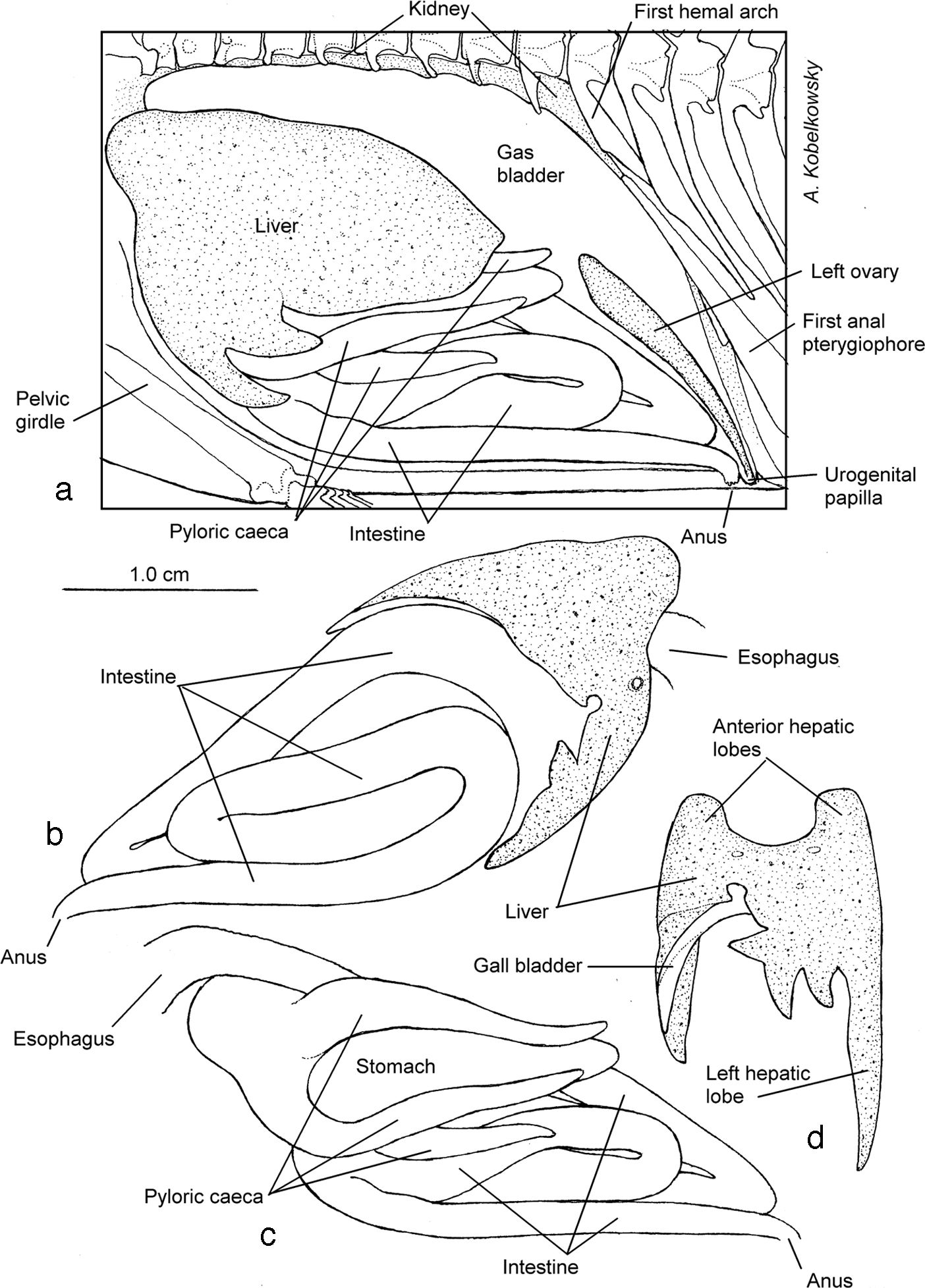 Digestive tract: (a) left side view of the visceral cavity after removing the body wall; (b) right side view of the digestive tract and liver; (c) left side view of the digestive tract; and (d) ventral view of the liver.