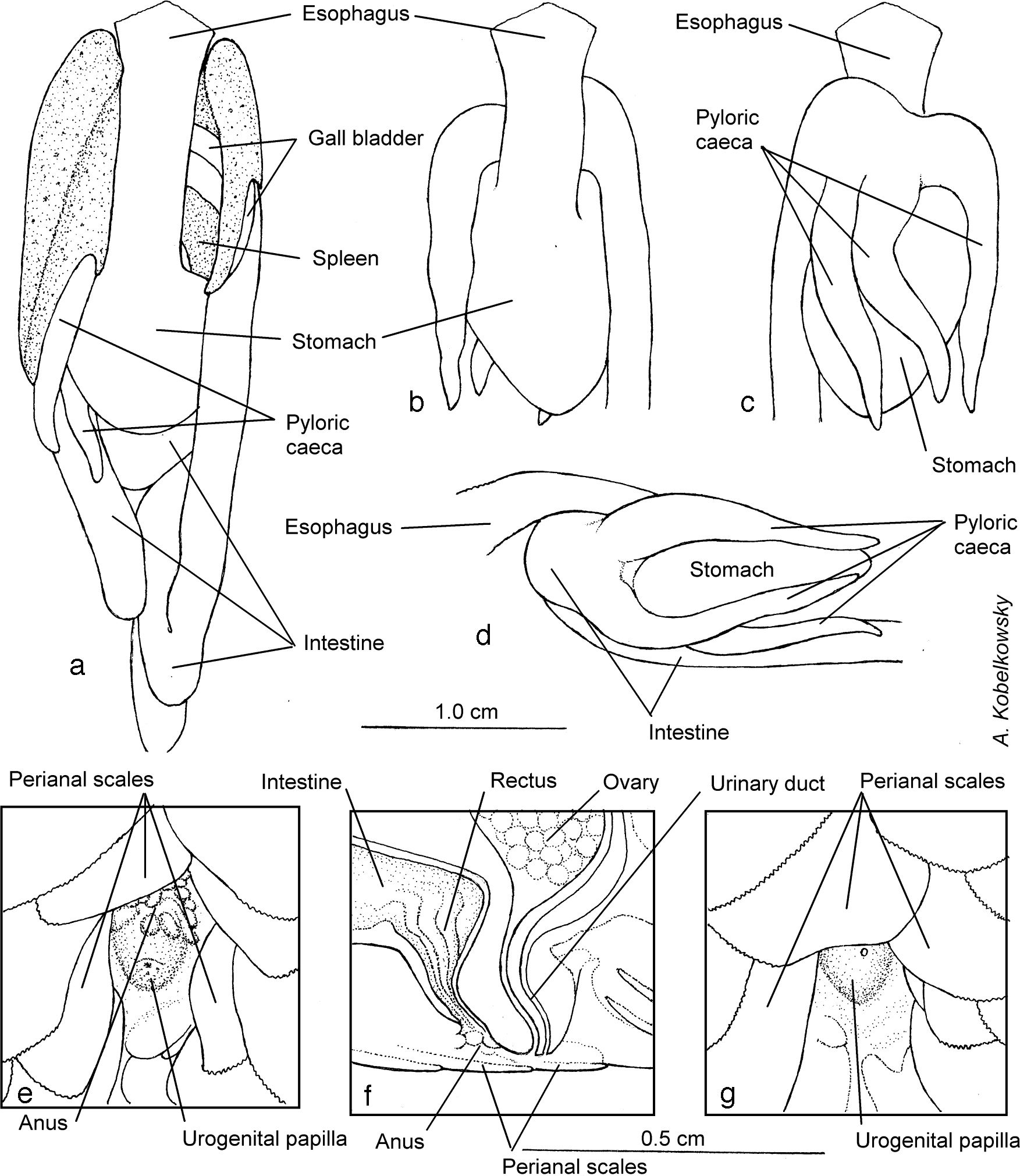 Digestive tract: (a) dorsal view of the digestive tract and liver; (b) dorsal view of the esophagus, stomach, and pyloric caeca; (c) ventral view of the stomach and pyloric caeca; (d) left side view of the stomach and pyloric caeca; (e) ventral view of the female perianal region; (f) sagittal section of the rectus and urogenital papilla of the female; and (g) ventral view of the male perianal region.