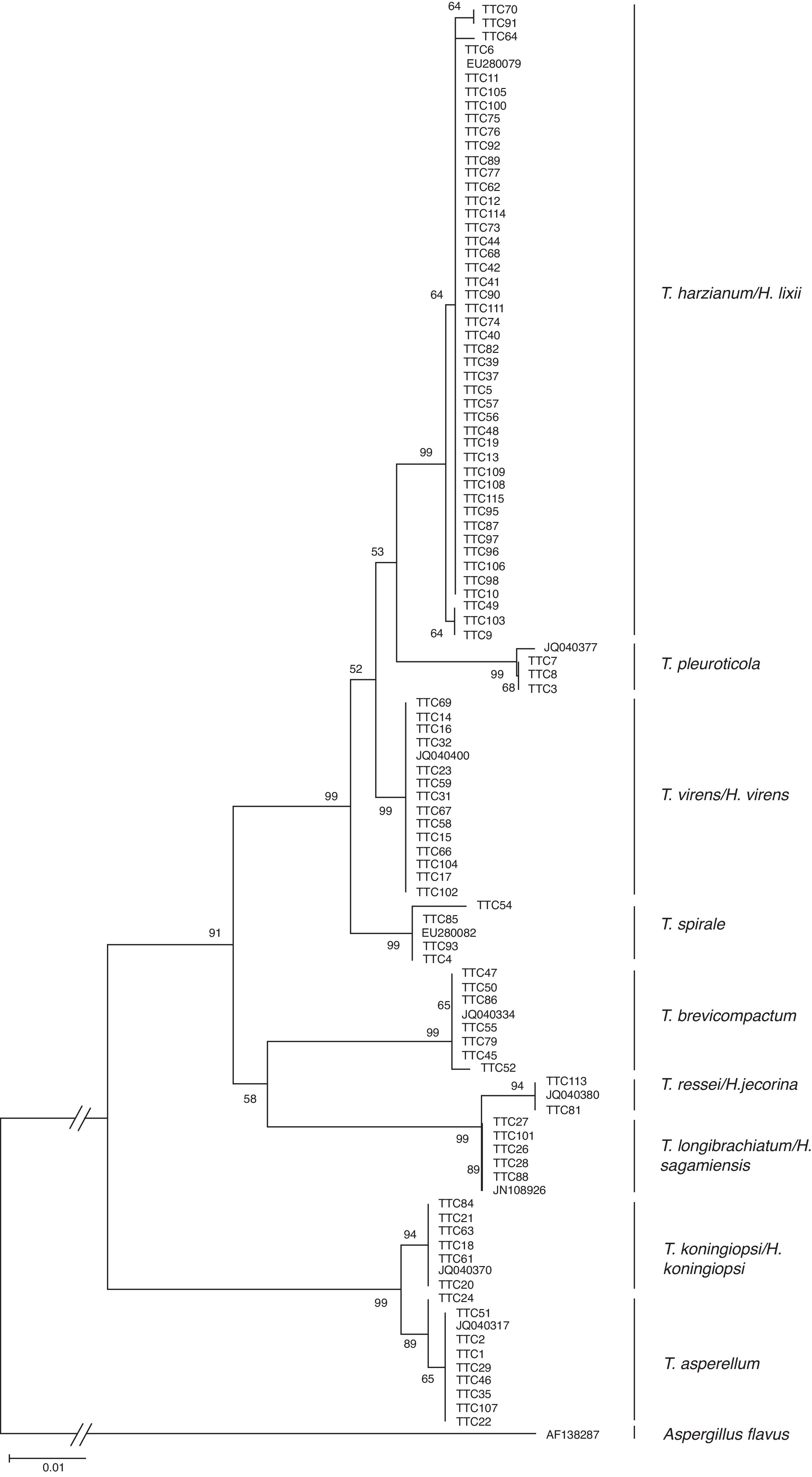 Relaci&oacute;n filogen&eacute;tica de 96 aislamientos de 
							Trichoderma inferido por an&aacute;lisis de secuencias de ADNr (ITS1, 58S y ITS2). La filogenia fue inferida por el m&eacute;todo 
							neighbor-joining, y la distancia evolutiva fue estimada por el m&eacute;todo P. 
							distance. Los n&uacute;meros en los nodos representan el porcentaje del bootstrapping con 1,000 repeticiones. La barra de escala=0.01 sustituciones por sitio.
						