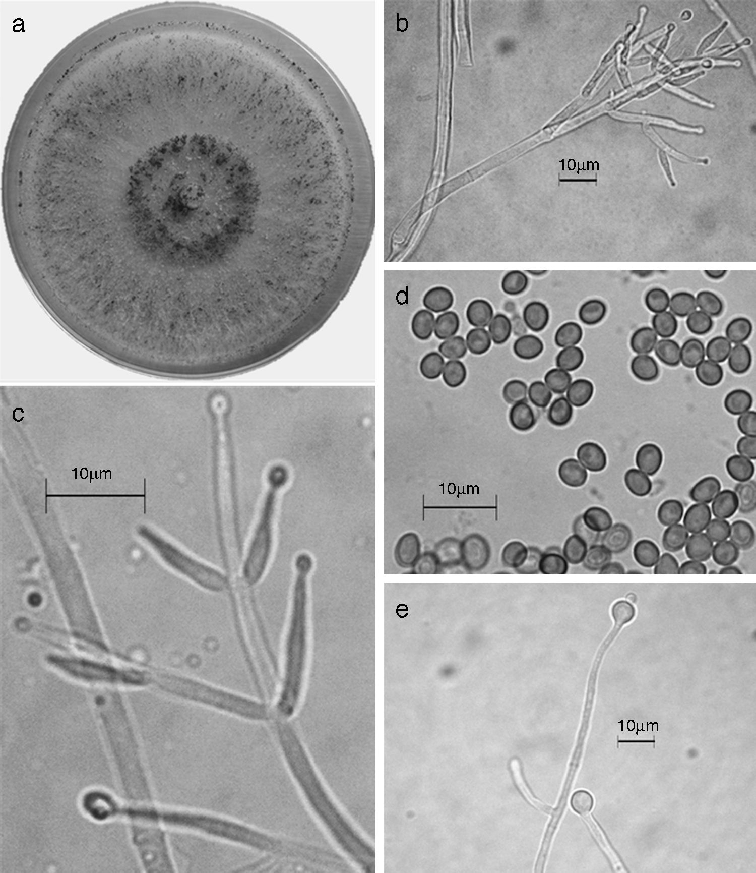 Trichoderma koningiopsis/H. koningiopsis. a) colonia en medio de cultivo PDA, despu&eacute;s de 14 d&iacute;as a 25&deg;C; b) conidi&oacute;foro; c) fi&aacute;lides; d) conidios; e) clamidospora. Descripci&oacute;n: 
							Samuels et al. (2006); 
							http://nt.arsgrin.gov/taxadescriptions/keys/TrichodermaIndex.cfm.
						