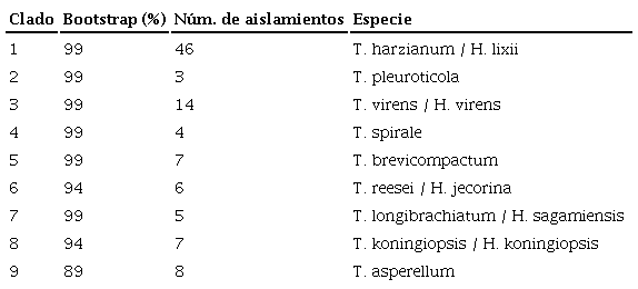Clados formados por secuencias de ADN de aislamientos Trichoderma/Hypocrea presentes en la riz&oacute;sfera de Theobroma cacao en Tabasco, M&eacute;xico, 2013.