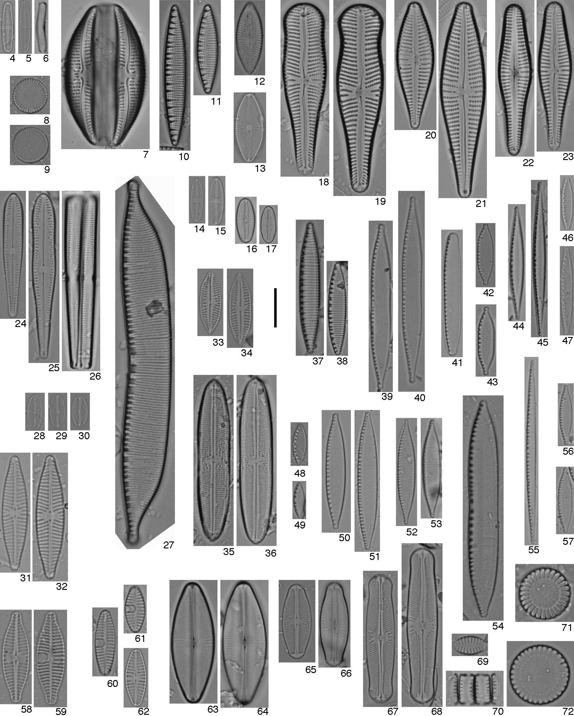 4-6, Achnanthidium minutissimum: 4, valva con rafe; 5, valva sin rafe; 6, fr&uacute;stulo en vista cingular; 7, Amphora copulata; 8-9, Cyclostephanos invisitatus; 10-11, Denticula kuetzingii; 12-13, Diadesmis confervacea; 14-15, Eolimna tantula; 16-17, Fallacia monoculata; 18-19, Gomphonema laticollum; 20-21, G. mexicanum; 22-23, G. subclavatum; 24-26, Gomphosphenia lingulatiformis: 26, fr&uacute;stulos en vista cingular; 27, Hantzschia abundans; 28-30, Mayamaea atomus var. permitis; 31-32, Navicula veneta; 33-34, Navigiolum uruguayense; 35-36, Neidium bisulcatum; 37-38, Nitzschia amphibia; 39-40, N. capitellata; 41, N. communis; 42-43, N. desertorum; 44-45, N. fonticola; 46-47, N. frustulum; 48-49, N. inconspicua; 50-51, N. palea; 52-53, N. solita; 54, N. umbonata; 55, Nitzschia aff. paleacea; 56-57, Nitzschia sp. 1; 58-59, Planothidium incuriatum: 58, valva con rafe; 59 valva sin rafe; 60-62, P. frequentissimum: 60-61, valvas sin rafe; 62, valva con rafe; 63-64, Sellaphora bacilloides; 65-66, S. pupula; 67-68, Sellaphora sp.; 69-70, Staurosira venter: 70, fr&uacute;stulos en vista cingular; 71-72, Stephanocyclus meneghiniana. Barra de escala 10μm.