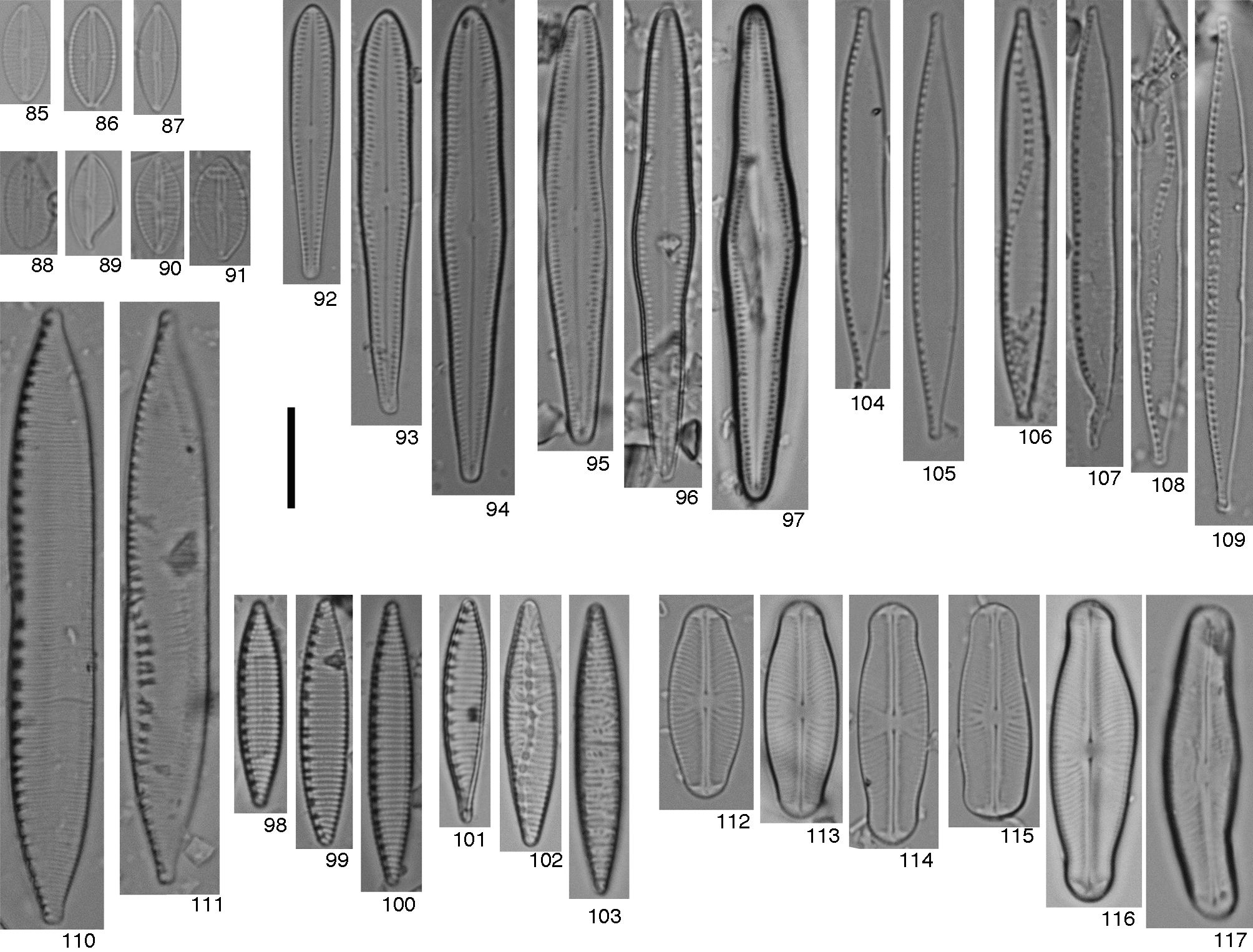 85-91, Eolimna subminuscula: 85-87, formas normales; 88-91, formas teratol&oacute;gicas; 92-97, Gomphosphenia lingulatiformis: 92-94, formas normales; 95-97, formas teratol&oacute;gicas; 98-103, Nitzschia amphibia: 98-100, formas normales; 101-103, formas teratol&oacute;gicas; 104-109, Nitzschia capitellata: 104-105, formas normales; 106-109, formas teratol&oacute;gicas; 110-111, Nitzschia umbonata: 110, forma normal; 111, forma teratol&oacute;gica; 112-117, Sellaphora pupula: 112-114, formas normales; 115-117, formas teratol&oacute;gicas. Barra de escala 10μm.