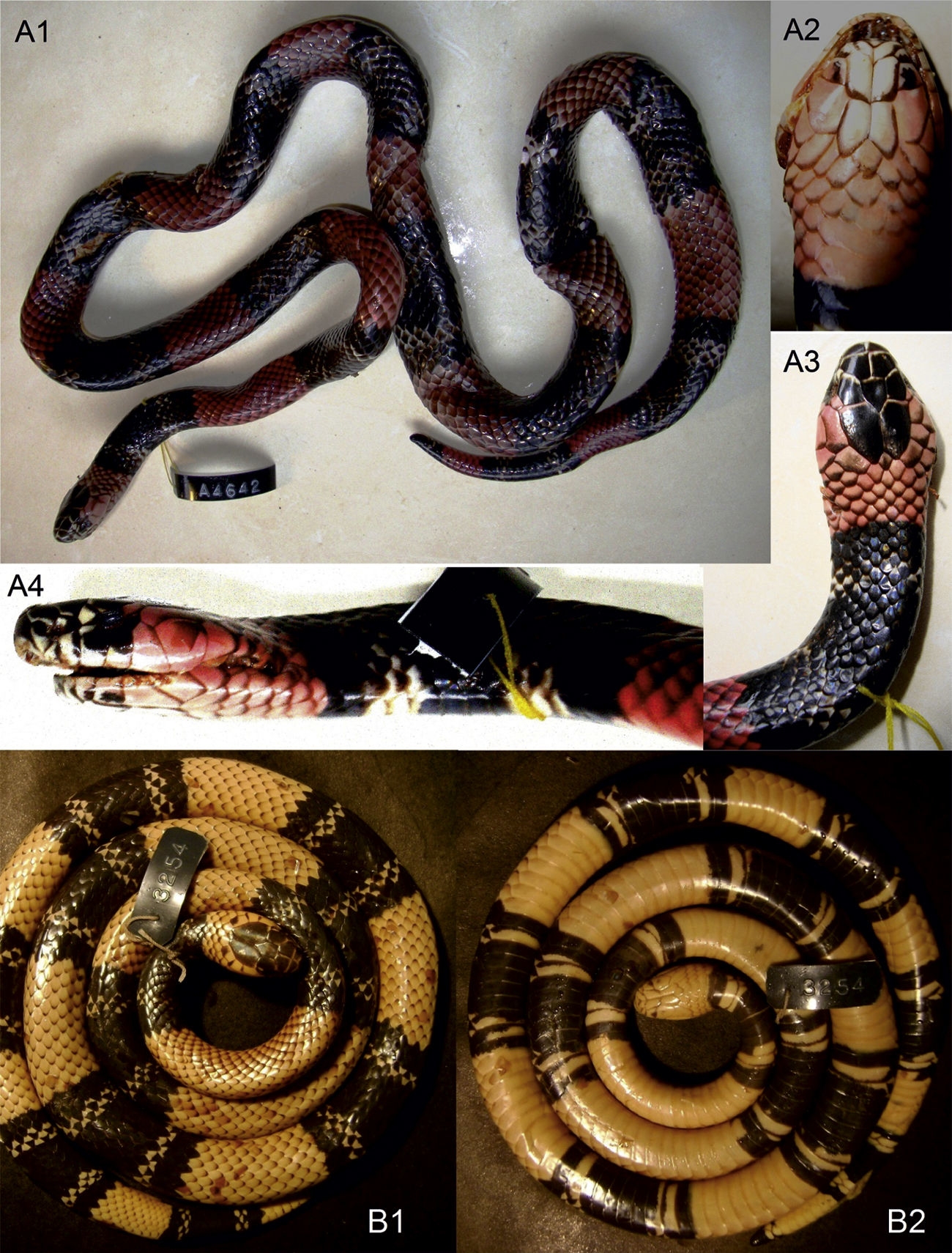 Patrones de coloraci&oacute;n de ejemplares de 
								Micrurus silviae. A: ejemplar INALI 4,642; A1: vista dorsal general; A2: cabeza ventral con geneiales blancas; A3: cabeza dorsal; A4: cabeza lateral. B: ejemplar MACN 46,985 (ex CHINM 3,254); B1: vista dorsal; B2: vista ventral.
							