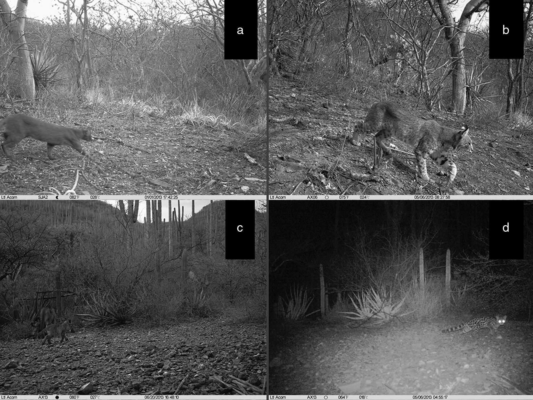 Registros fotogr&aacute;ficos de: a) Puma yagouaroundi; b) Lynx rufus; c) P. concolor y d) Leopardus wiedii capturados con c&aacute;maras-trampa en el ejido de San Jos&eacute; Axuxco, municipio de San Jos&eacute; Miahuatl&aacute;n, Puebla, en selva baja caducifolia y dentro de los l&iacute;mites de la Reserva de la Biosfera Tehuac&aacute;n-Cuicatl&aacute;n.