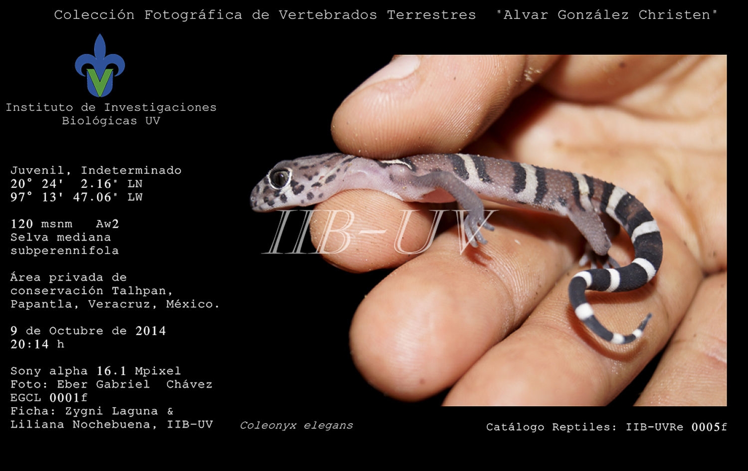 Ejemplar de 
						Coleonyx elegans (cat&aacute;logo reptiles: IIB-UVRe 0005f) registrado en el &aacute;rea privada de conservaci&oacute;n Talhpan, Papantla, Veracruz, M&eacute;xico.
					
