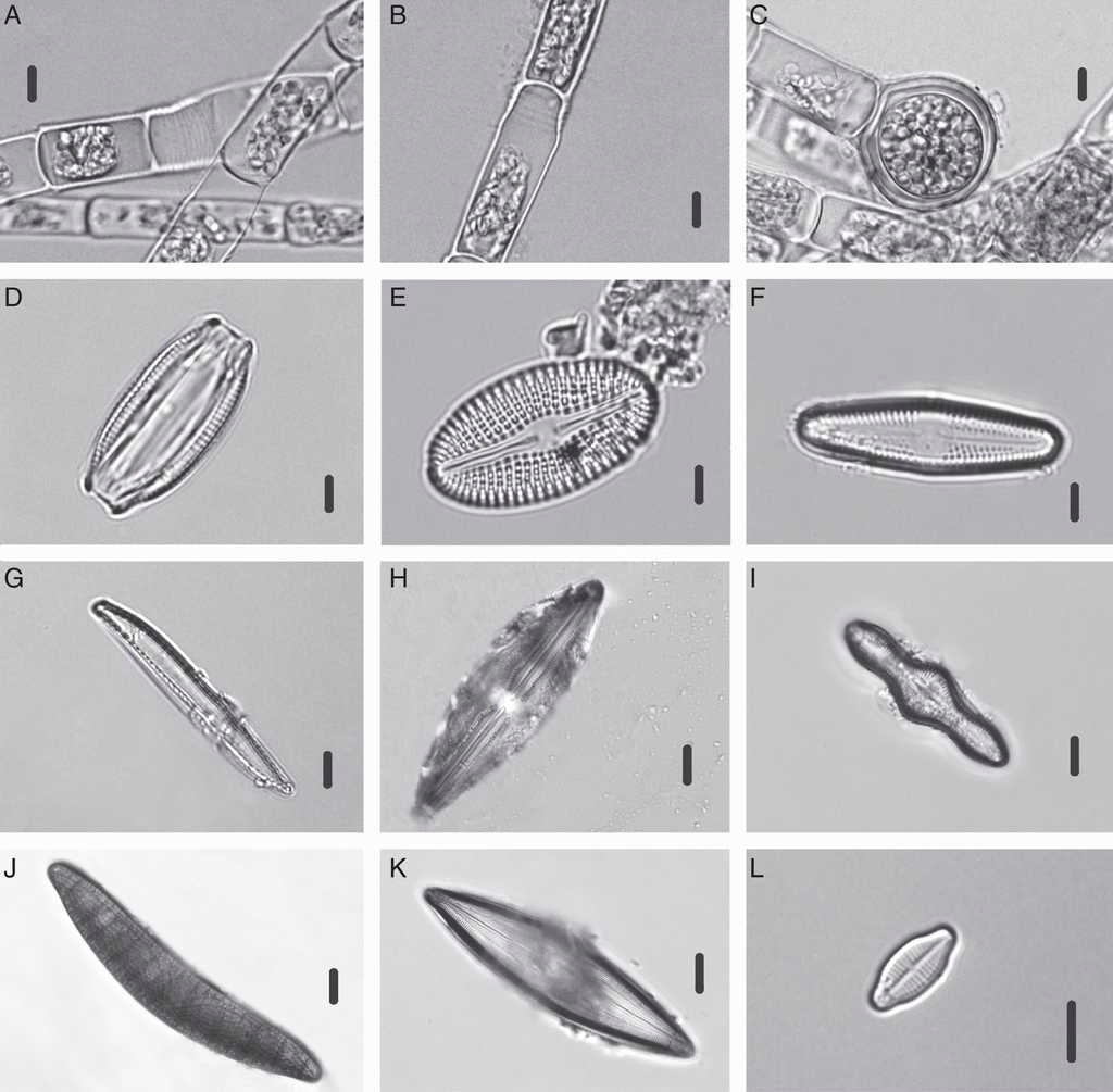 Chlorophyceae y especies de Bacillariophyceae identificadas en el manantial Los Hervideros: A, B, C) Oedogonium sp.; D) Halamphora veneta; E) Diploneis elliptica; F) Luticola mutica; G) Nitzschia aff. clausii; H) Anomoeoneis costata; I) Caloneis silicula; J) Epithemia turgida; K) Pinnularia sp.; L) Achnanthidium exiguum. Escala de la barra: 3μm para figuras C, D, J, H; 6μm para las figuras Q, A, B. E, F, G, I, L; 20μm para figura K.