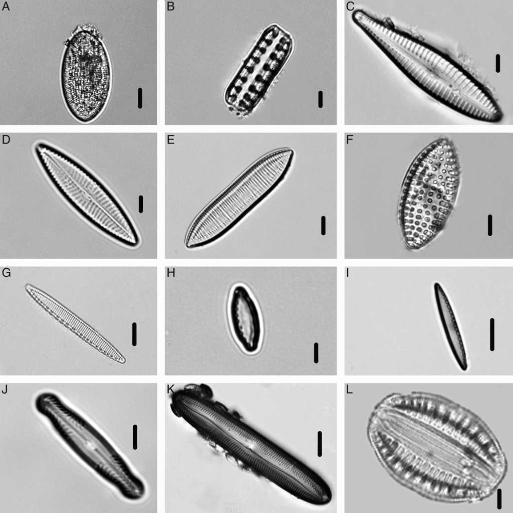 Especies de Bacillariophyceae identificadas en el manantial Los Hervideros: A) Cocconeis placentula; B) Denticula thermalis; C) Gomphonema gracile; D) Navicula cincta; E) Tryblionella aff. calida; F) Tryblionella granulata; G) Nitzschia amphibia; H) Nitzschia inconspicua; I) Nitzschia sp.; J) Pinnularia viridis; K) Pinnularia joculata; L) Rhopalodia gibberula. Escala de la barra: 3μm para figura B; 6μm para figuras C, I-K; 7μm para figuras A, D-H, L.