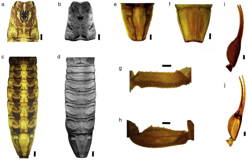 Adult male paratype of Centruroides ruana sp. nov.: (a and b) carapace; (c and d) mesosoma dorsal; (e) tergite VII; (f) sternite VII; (g) pedipalp femur dorsal; (h) pedipalp patella dorsal; (i) pedipalp chela, dorsoexternal view; (j) pedipalp chela ventrointernal view. Notes: photographs (a) and (b) were taken under UV light to show granulation. Bars=1mm.