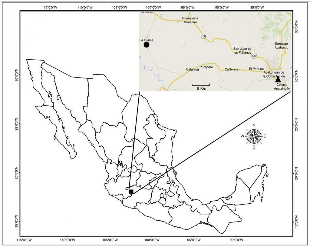 Known geographical distribution of Centruroides ruana sp. nov.: type-locality (&bull;) and Apatzing&aacute;n (▵), Michoac&aacute;n, Mexico. Modified from Google Maps.