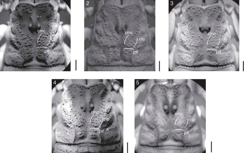 Granulation comparison of carapace between: (1) Centruroides ruana sp. nov.; (2) C. balsasensis; (3) C. infamatus; (4) C. limpidus, and (5) C. tecomanus. Central median carinae (cmc), central lateral carinae (clc), and posterior transverse furrow (ptf). Bars=1mm.