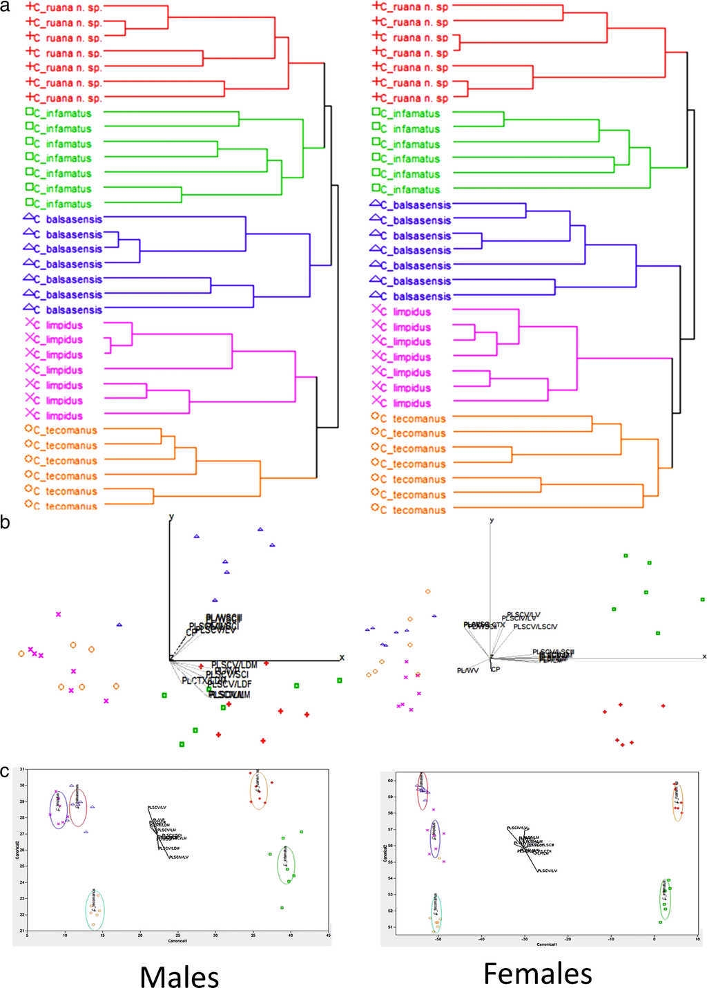 (a) clustering plots obtained with Ward's method and standardized data; (b) ordination graphics of 2 first principal components of PCA, and (c) graphics obtained from canonical discriminant analysis. All analyses were made with 13 variables in females and 14 in males. Centruroides ruana sp. nov. (plus symbol), C. infamatus (square), C. balsasensis (triangle), C. limpidus (letter X), C. tecomanus (circle).