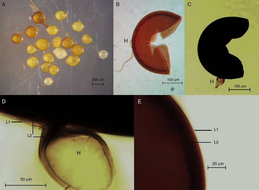 Esporas de Gigaspora candida. A. Esporas en agua. B. Espora en alcohol polivinílico-lacto-glicerol con detalle de su hifa en forma de bulbo (H). C. Espora con reacción al reactivo de Melzer. D. Detalle de las capas externa L1 e intermedia L2 de la pared que son continuas con la pared de la hifa (H). E. Capas de la pared de la espora con reacción al reactivo de Melzer en la capa L2.