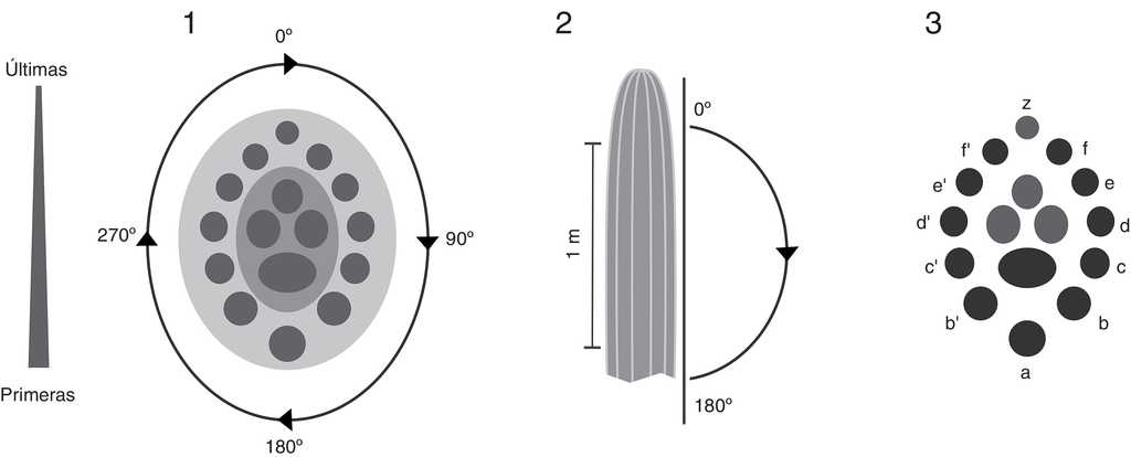 1) Escala de medici&oacute;n de la direcci&oacute;n de las espinas radiales. 2) Escala de medici&oacute;n de la inclinaci&oacute;n de la primera espina central, tambi&eacute;n se indica la regi&oacute;n del tallo donde se realizaron las mediciones. 3) Categor&iacute;as arbitrarias usadas para organizar los registros de las espinas radiales en la base de datos; la categor&iacute;a a (espina radial media) se us&oacute; como referencia de medici&oacute;n y para establecer comparaciones; el resto de las espinas radiales (b-f y b&rsquo;-f&rsquo;) se consideraron como espinas laterales.