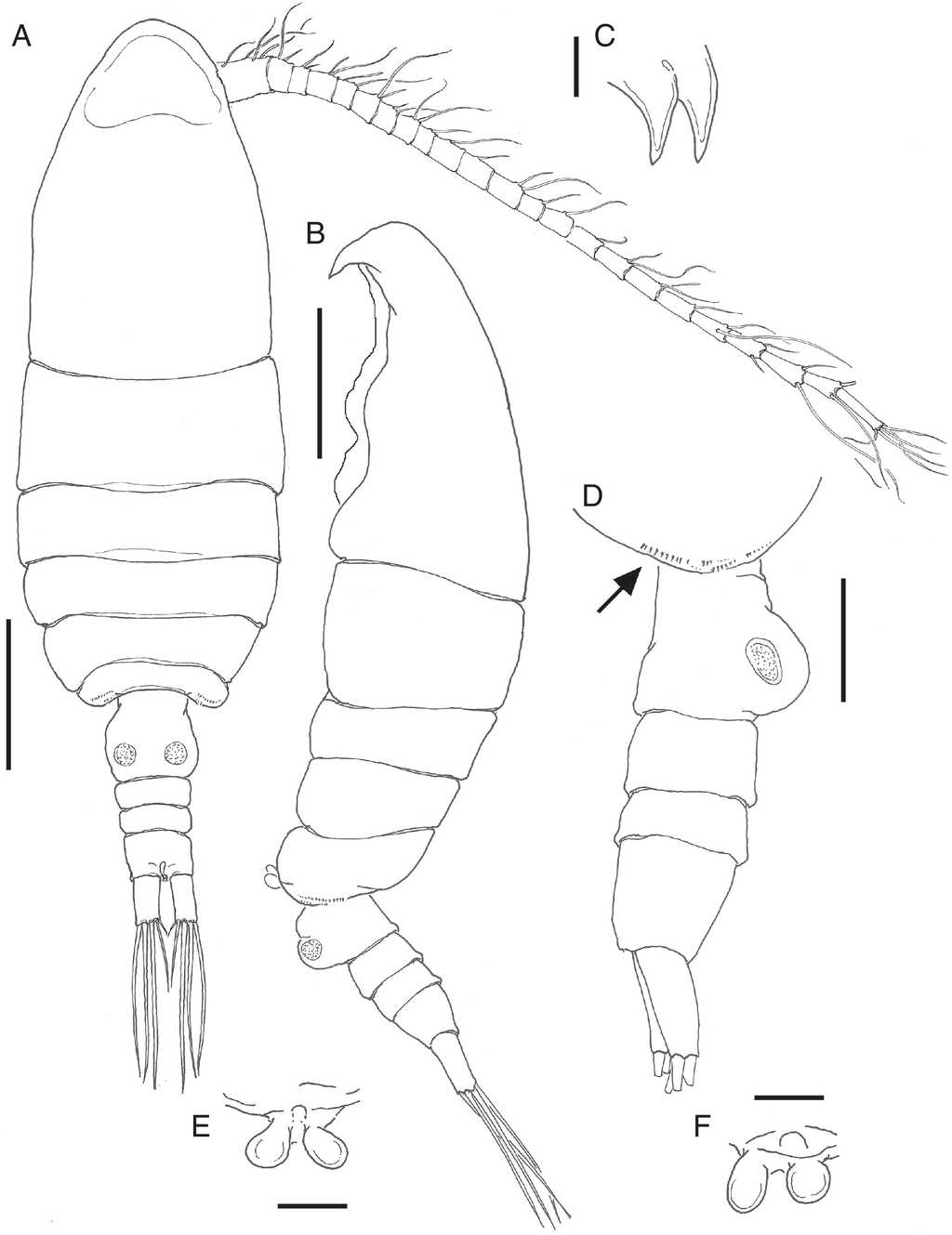 Bestiolina mexicana sp. nov., holotype adult female from the Gulf of Mexico. A, habitus in dorsal view; B, same, lateral view; C, rostrum, semi-lateral view; D, fifth pedigerous somite with row of spinules (arrowed) and urosome, lateral view; E, fifth leg, ventral view; F, fifth leg of one paratype specimen showing slight asymmetry. Scale bars: A, B=100&micro;m, C-F=10&micro;m, D=50&micro;m.