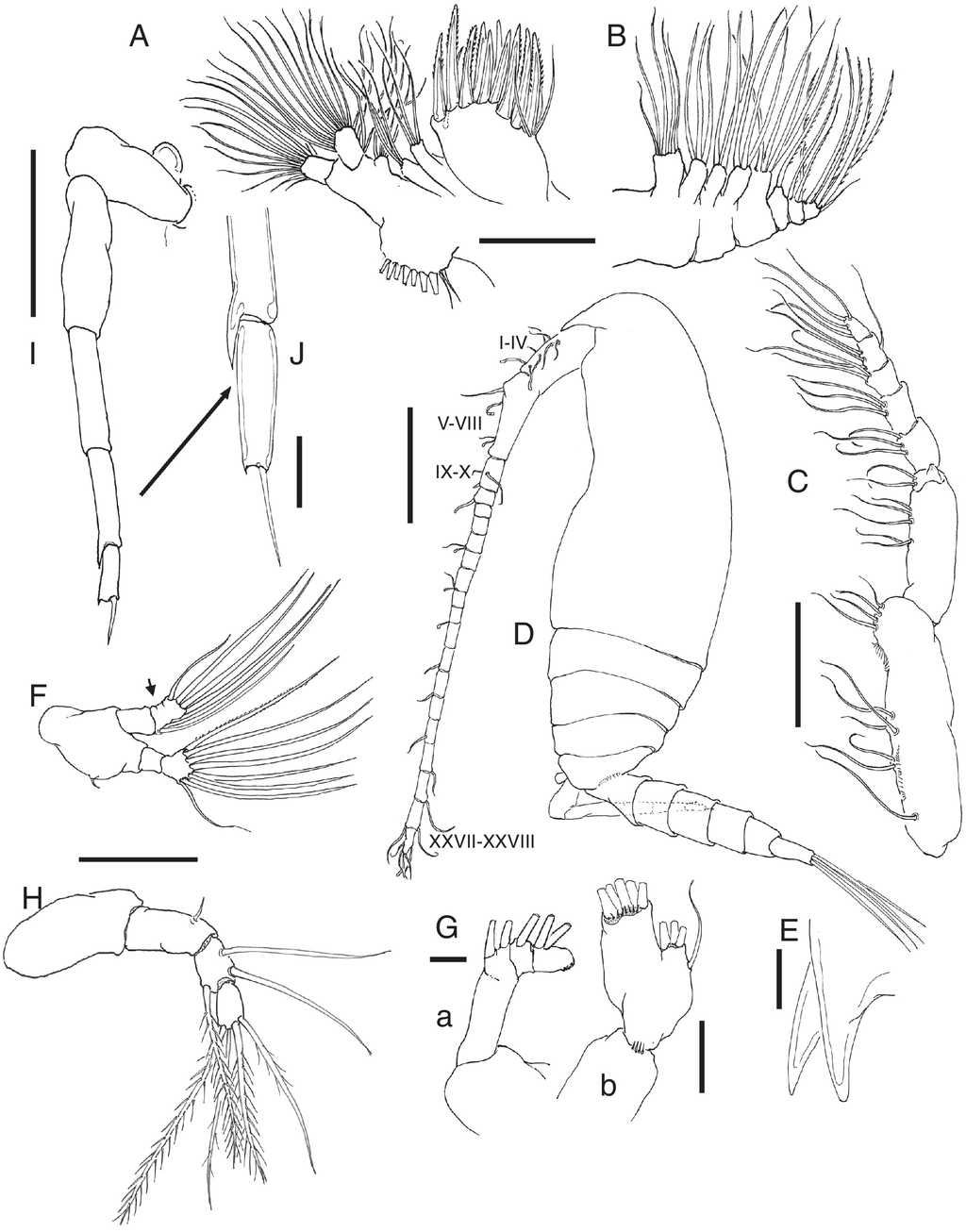 Bestiolina mexicana sp. nov., holotype adult female from the Gulf of Mexico. A, maxillule; B, maxilla; C, maxilliped. Allotype adult male. D, habitus, lateral view; E, rostrum, semi-lateral view; F, mandible palp; G, antenna, a: exopod, b: detail of second endopodal segment; H, maxilliped; I, fifth legs; J, detail of distal and subdistal segments of leg 5. Scale bars: A-C=50&micro;m, D=100&micro;m, E, G a, b, J=10&micro;m, F, H, I=50&micro;m.