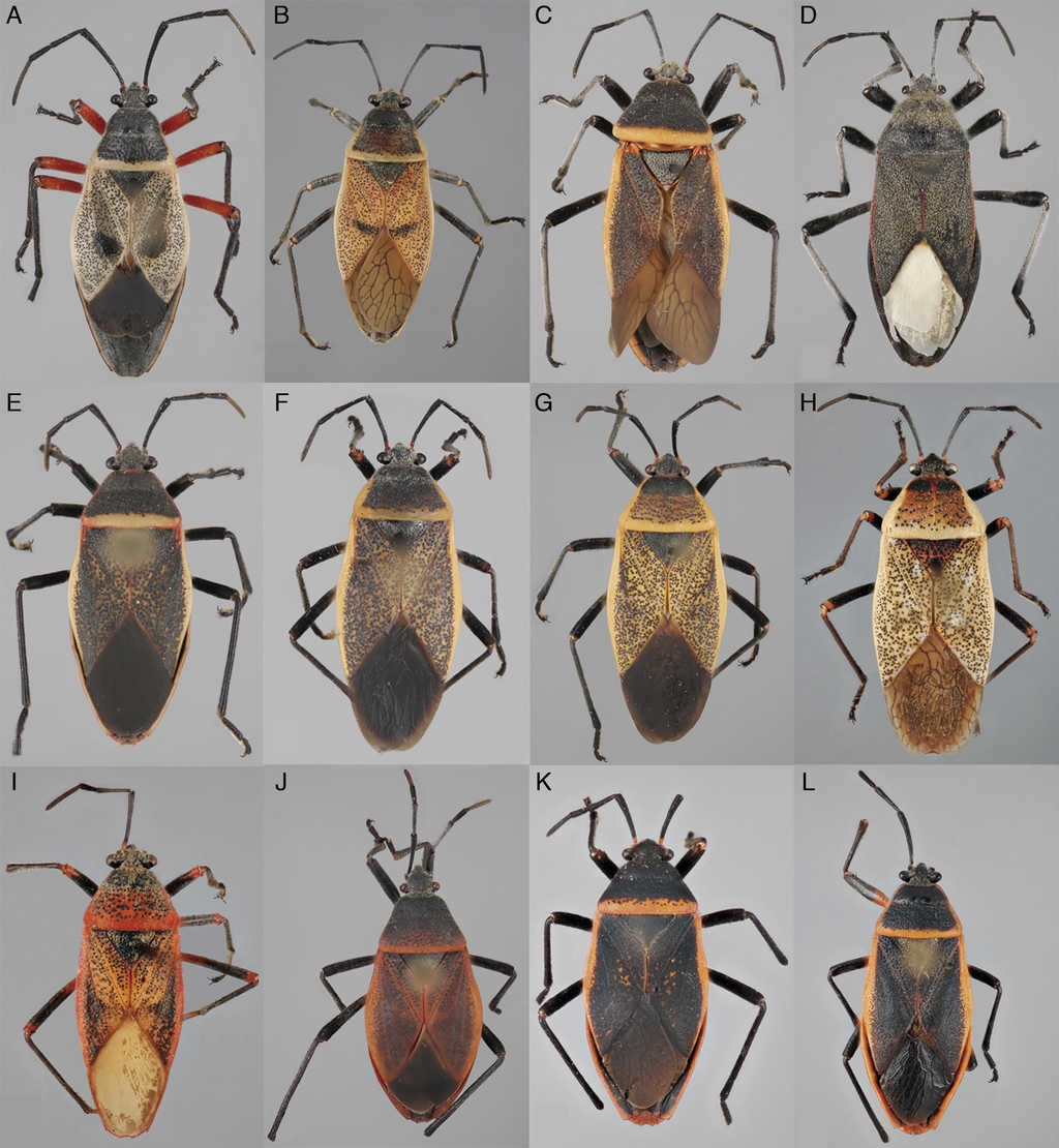 Placa comparativa en vista dorsal de las hembras de Largus spp. A, Largus bipustulatus St&aring;l; B, L. maculatus Schmidt; C, L. longulus St&aring;l; D, L. subligatus Distant; E, L. convivus St&aring;l; F, L. sculptilis Bliven; G, L. cinctus Herrich-Schaeffer; H, L. maculiventris Schmidt; I, L. varians St&aring;l; J, L. semipunctatus Halstead; K, L. semipletus Bliven; L, L. succinctus Linneo.