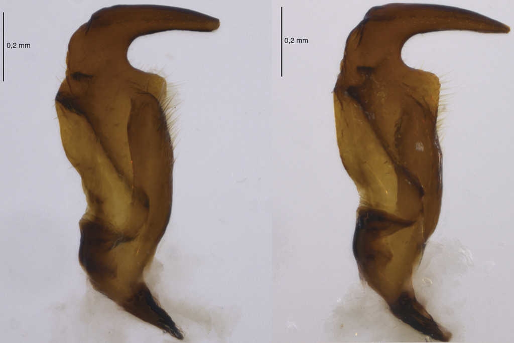 Par&aacute;meros de Largus semipunctatus Halstead.