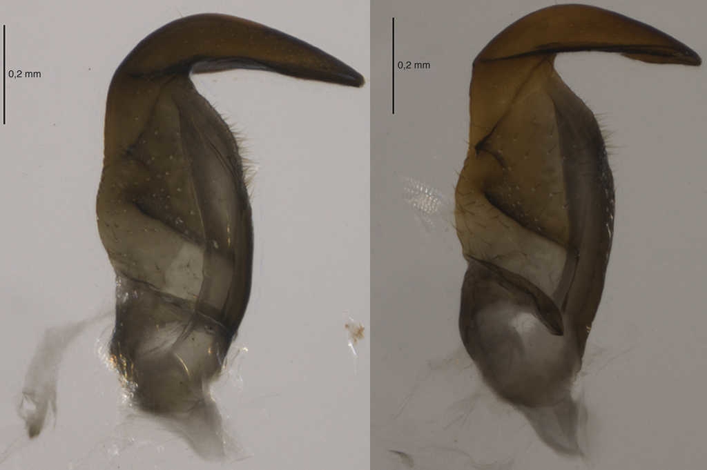 Par&aacute;meros de Largus cinctus Herrich-Schaeffer.