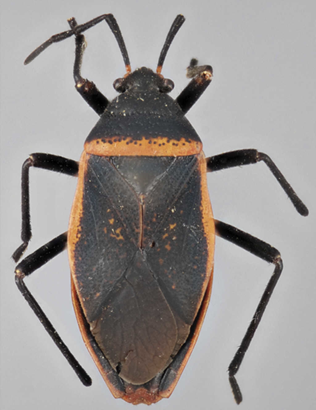 Vista dorsal de Largus semipletus Bliven (hembra).