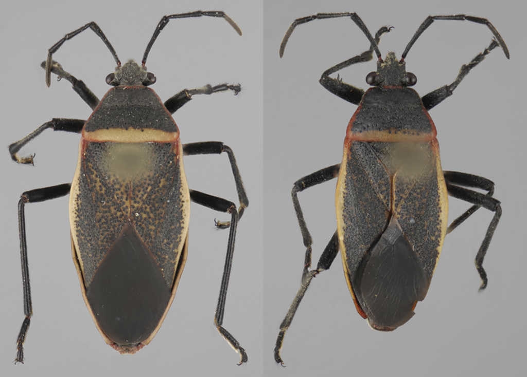 Vista dorsal de Largus convivus St&aring;l (hembra: izquierda; macho: derecha).