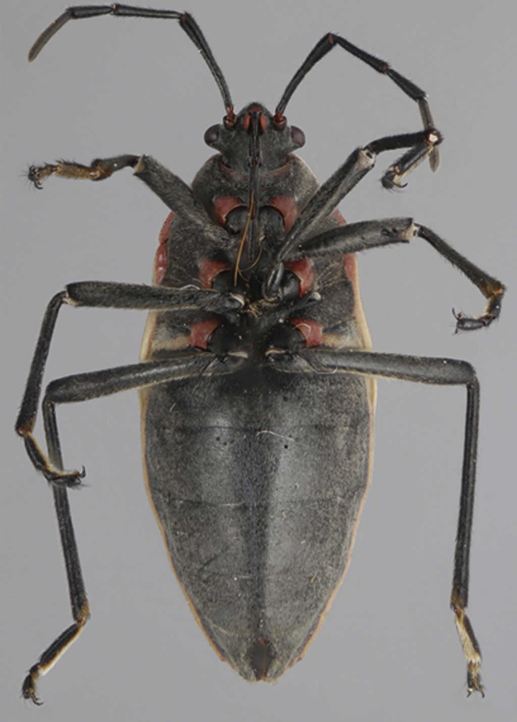 Vista ventral de Largus convivus St&aring;l. N&oacute;tese la coloraci&oacute;n anaranjada de los acet&aacute;bulos y el resto de las patas negras.