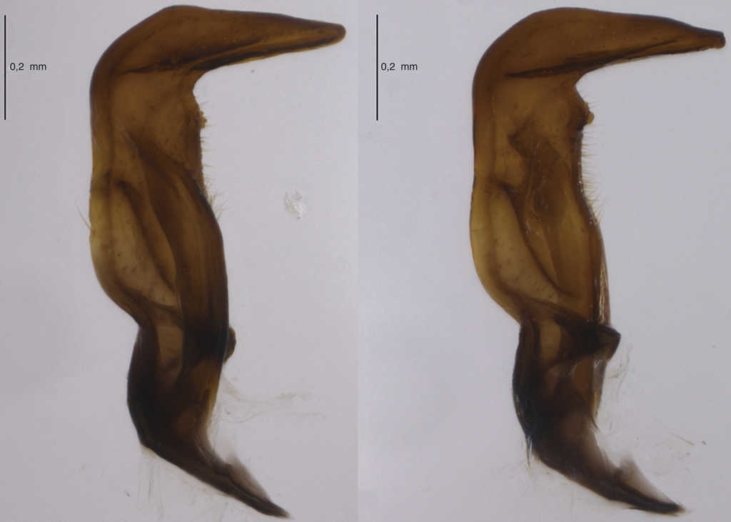 Par&aacute;meros de Largus convivus St&aring;l.