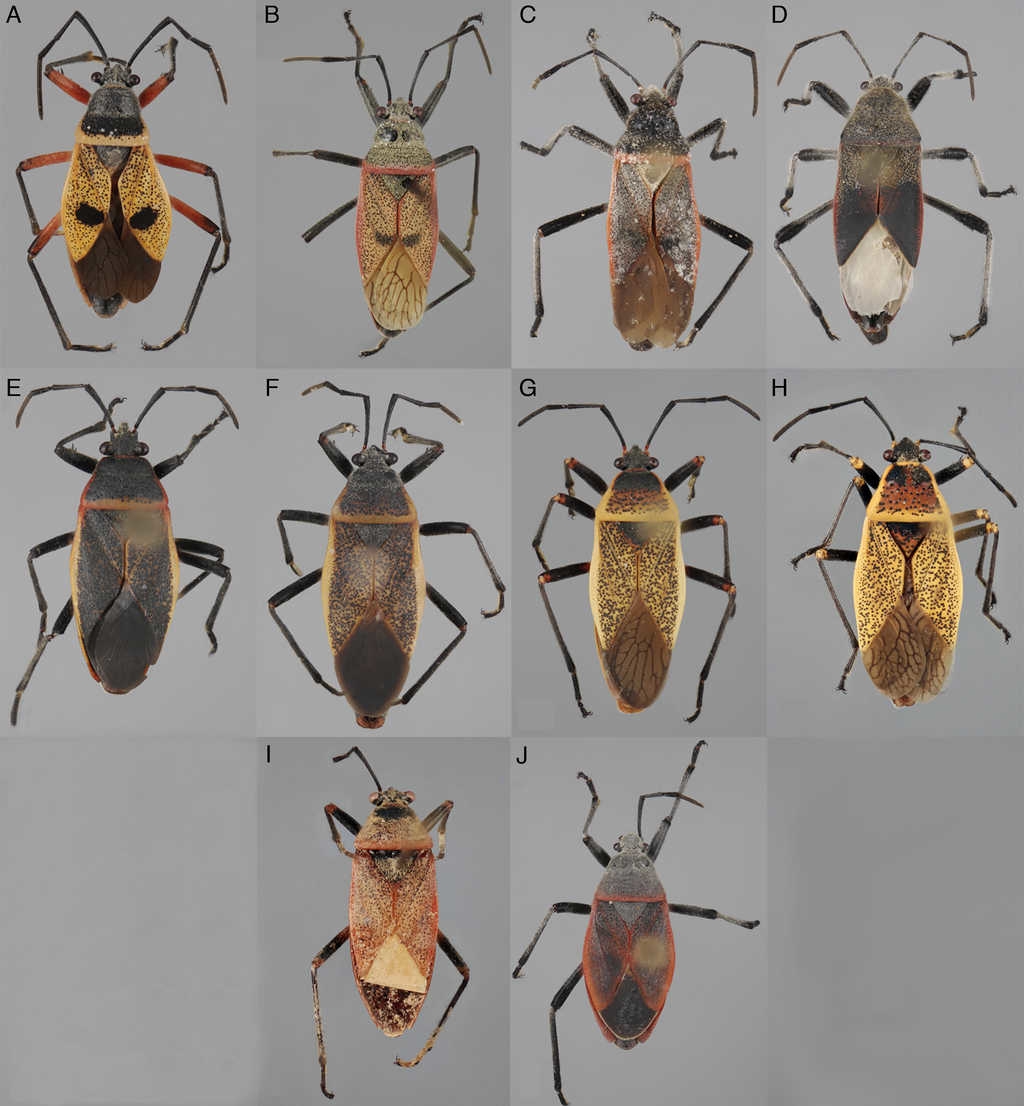 Placa comparativa en vista dorsal de los machos de Largus spp. A, Largus bipustulatus St&aring;l; B, L. maculatus Schmidt; C, L. longulus St&aring;l; D, L. subligatus Distant; E, L. convivus St&aring;l; F, L. sculptilis Bliven; G, L. cinctus Herrich-Schaeffer; H, L. maculiventris Schmidt; I, L. varians St&aring;l; J, L. semipunctatus Halstead.