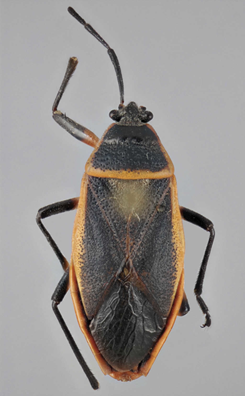 Vista dorsal de Largus succinctus Linneo (hembra).