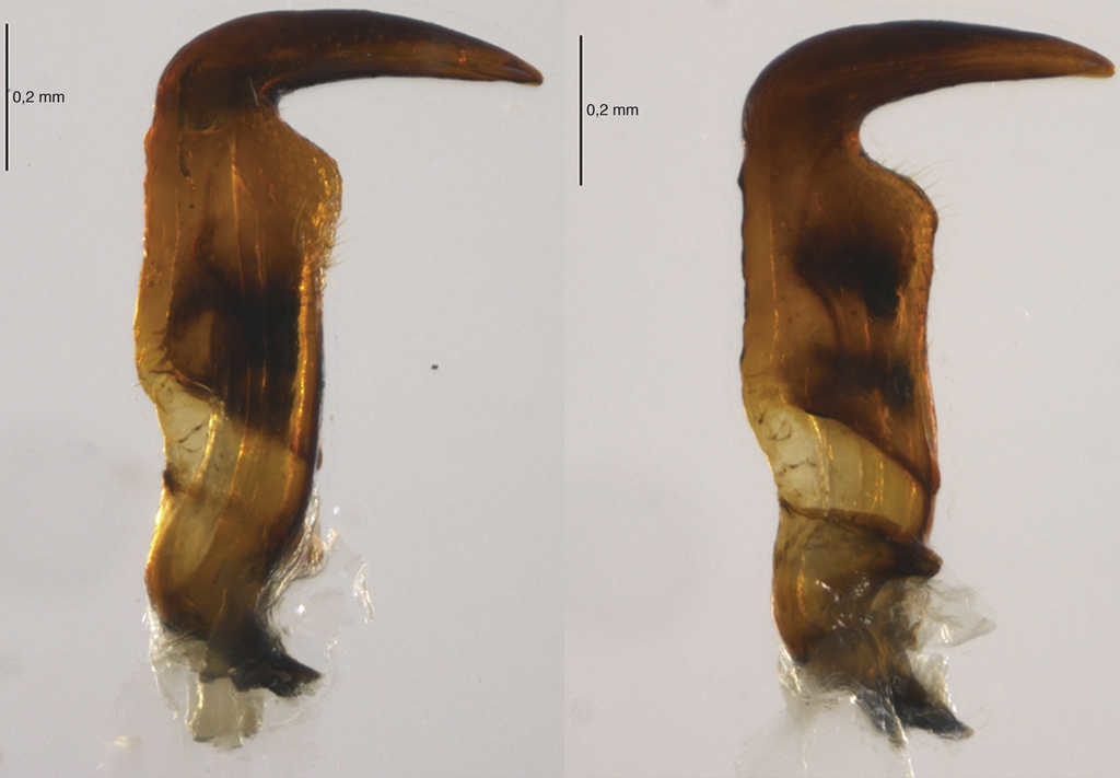Par&aacute;meros de Largus subligatus Distant.