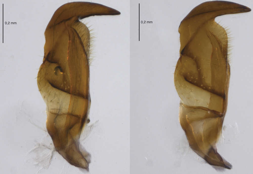 Par&aacute;meros de Largus bipustulatus St&aring;l.