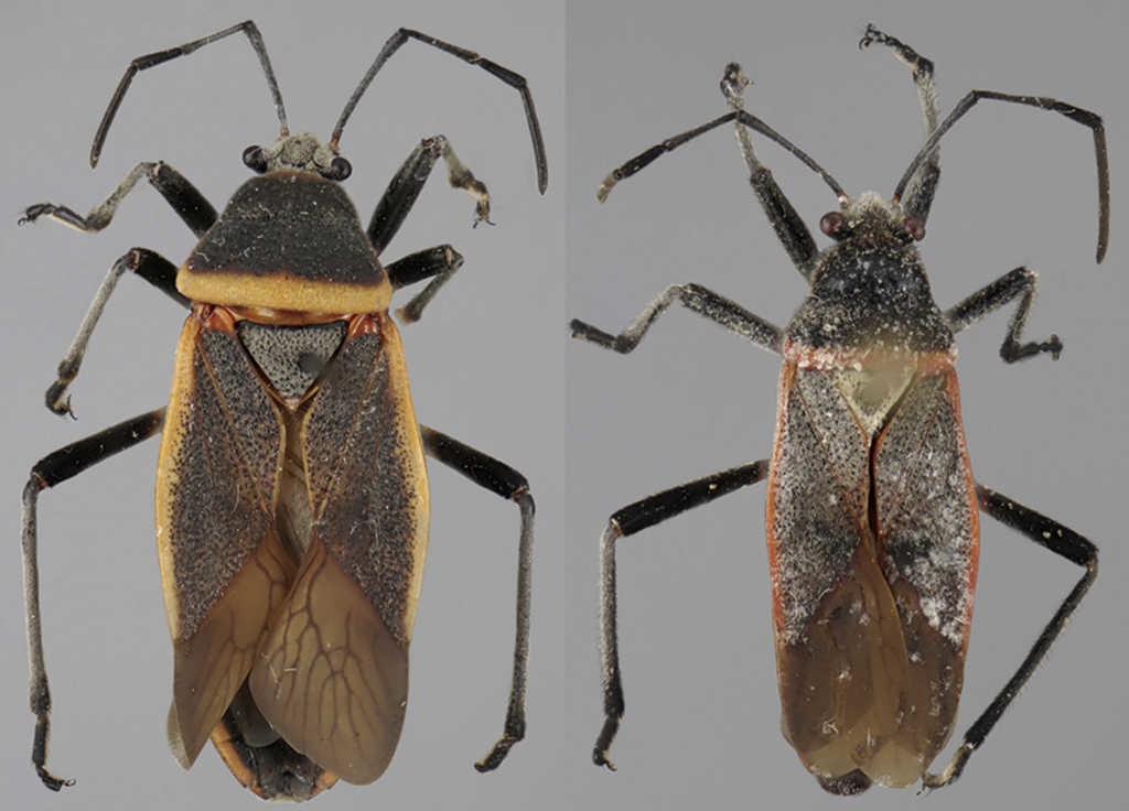 Vista dorsal de Largus longulus St&aring;l (hembra: izquierda; macho: derecha).