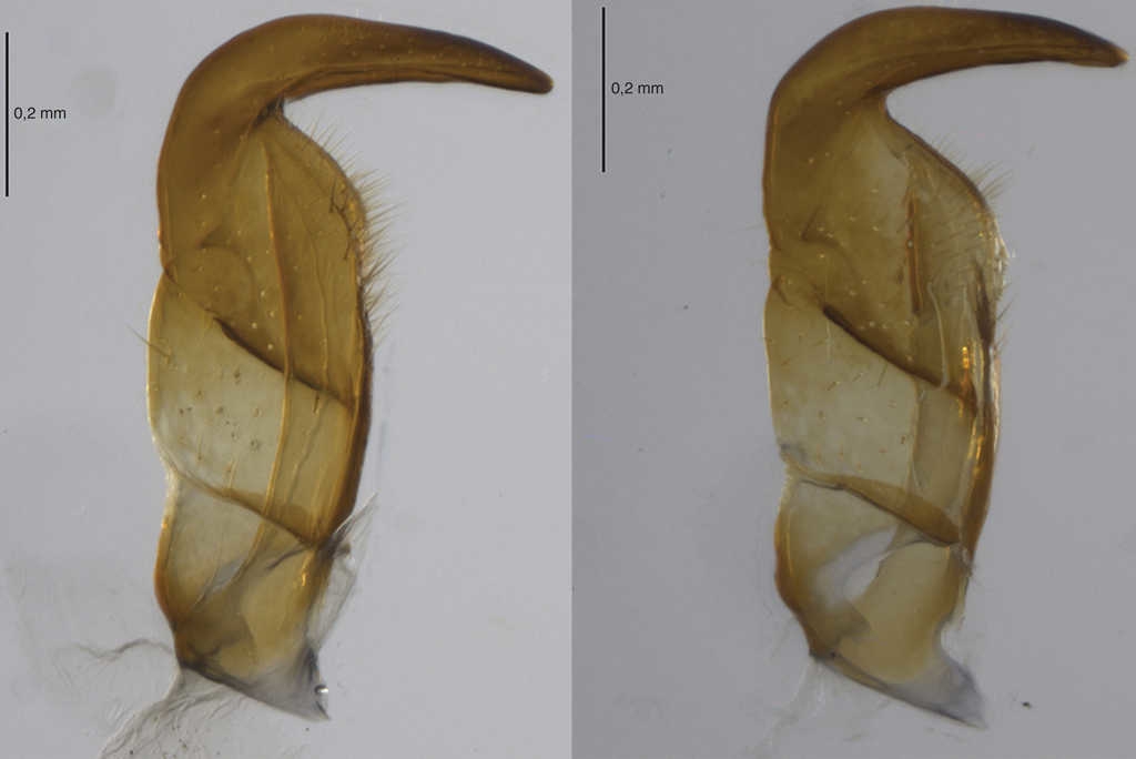 Par&aacute;meros de Largus longulus St&aring;l.