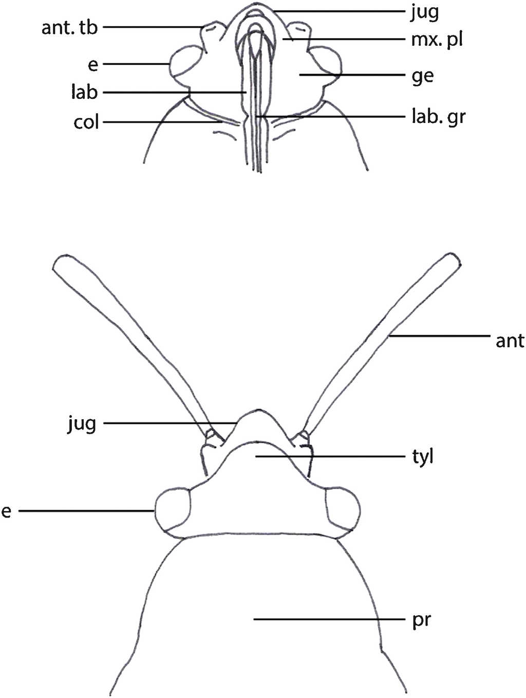 Largus spp. Vista ventral y dorsal de la cabeza.