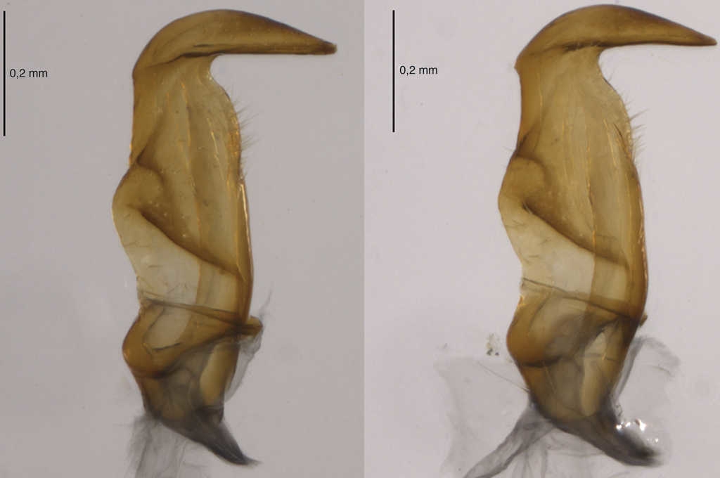 Par&aacute;meros de Largus maculatus Schmidt.