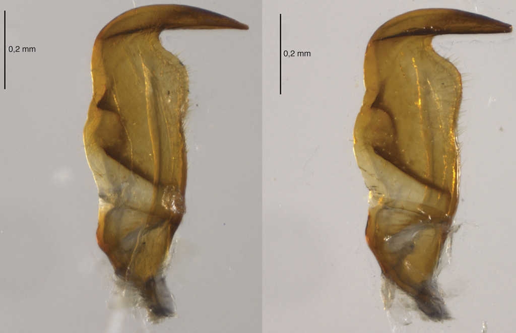 Par&aacute;meros de Largus maculiventris Schmidt.