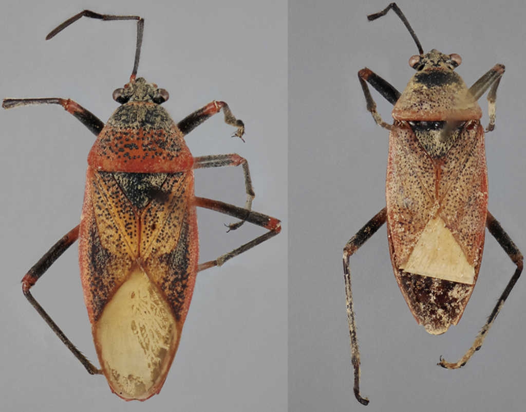 Vista dorsal de Largus varians St&aring;l (hembra: izquierda; macho: derecha).