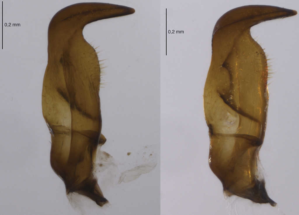 Par&aacute;meros de Largus varians St&aring;l.