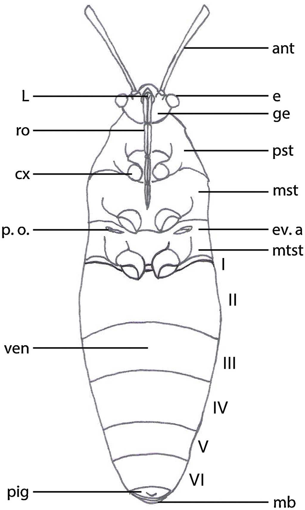 Patr&oacute;n general de Largus spp., vista ventral.