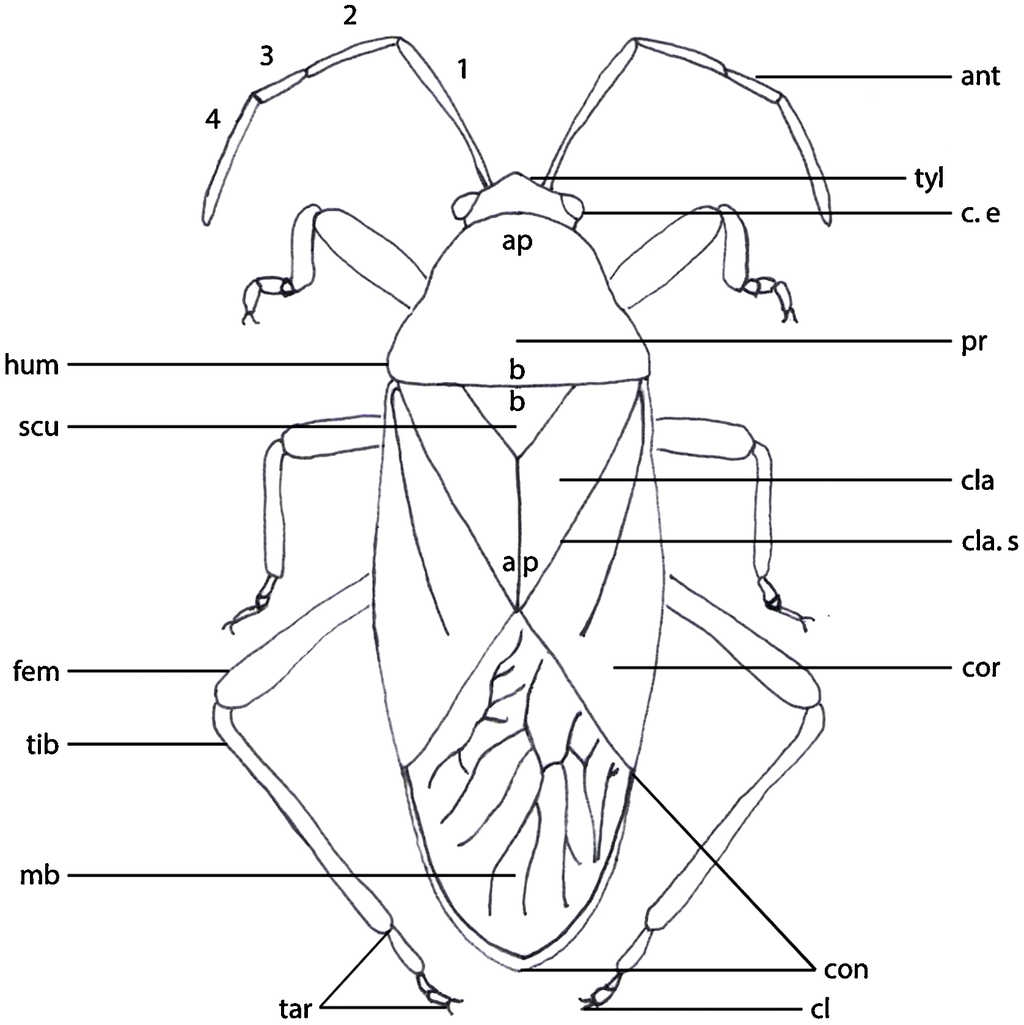 Patr&oacute;n general de Largus spp., vista dorsal.