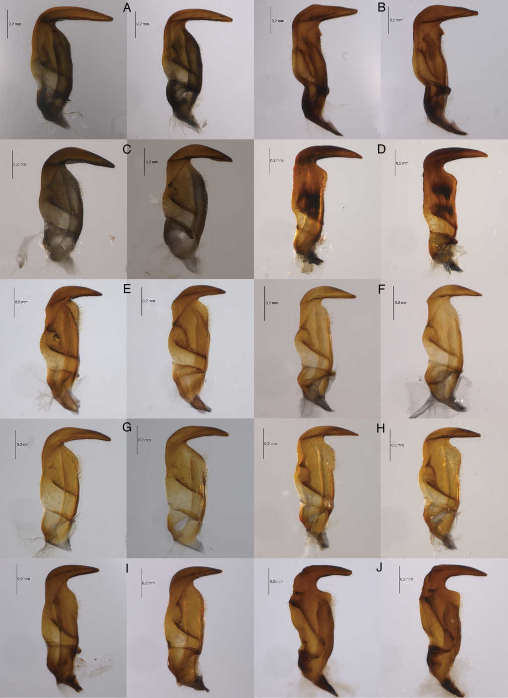 Par&aacute;meros de Largus spp. A, Largus sculptilis Bliven; B, L. convivus St&aring;l; C, L. cinctus Herrich-Schaeffer; D, L. subligatus Distant; E, L. bipustulatus St&aring;l; F, L. maculatus Schmidt; G, L. longulus St&aring;l; H, L. maculiventris Schmidt; I, L. varians St&aring;l; J, L. semipunctatus Halstead.