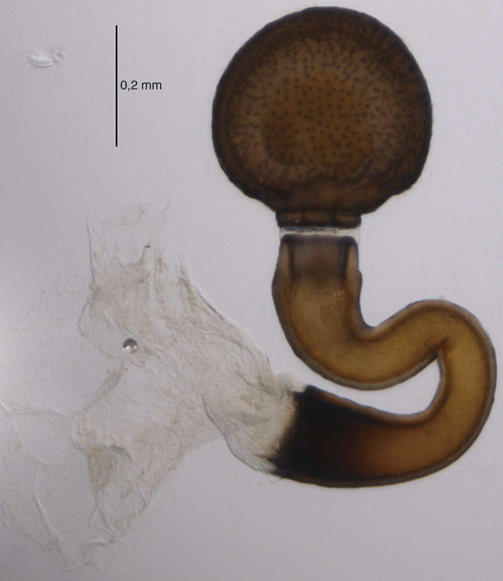 Espermateca general de Largus spp.