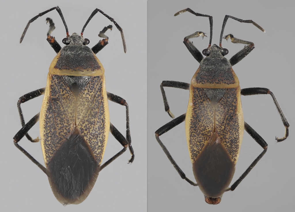 Vista dorsal de Largus sculptilis Bliven (hembra: izquierda; macho: derecha).